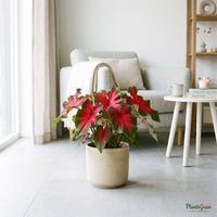 Caladium Red Ruffle (Caladium bicolor 'Red Ruffles')
