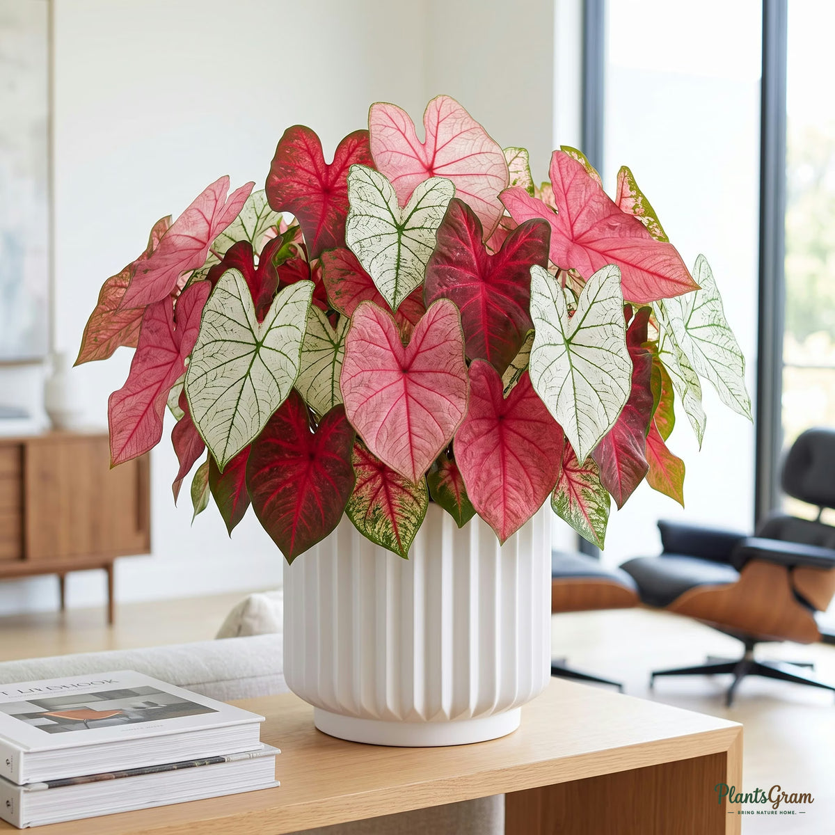 Mixed-colour Caladium plant in a ceramic planter
