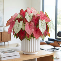 Mixed-colour Caladium plant in a ceramic planter