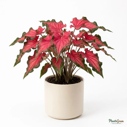 Caladium Red Ruffle (Caladium bicolor 'Red Ruffles')