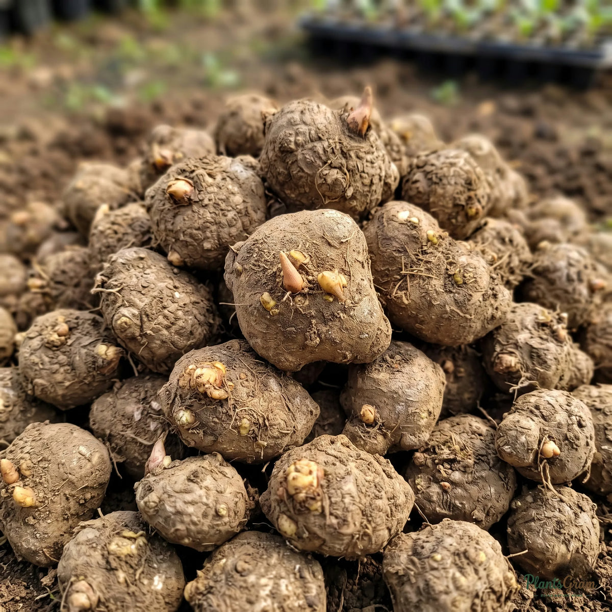 Caladium bulbs, pile before planting