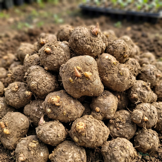Caladium bulbs, pile before planting