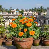 Calendula Ball Double Orange Flower Seeds