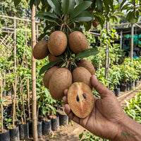 California Sapota (Chikoo) - Fruit Plant & Tree