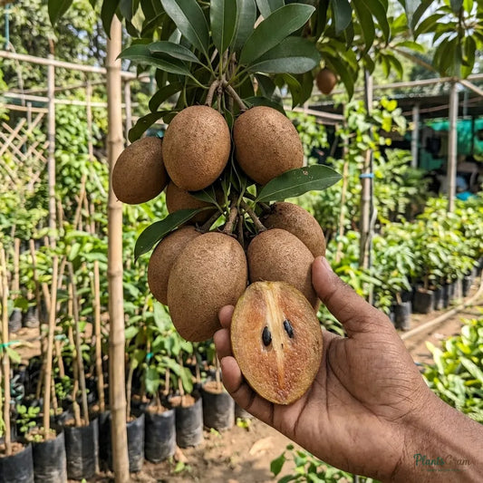 California Sapota (Chikoo) - Fruit Plant & Tree