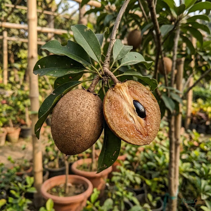 California Sapota (Chikoo) - Fruit Plant & Tree