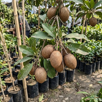 California Sapota (Chikoo) - Fruit Plant & Tree