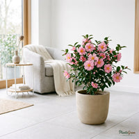 Camellia (Camellia sasanqua)