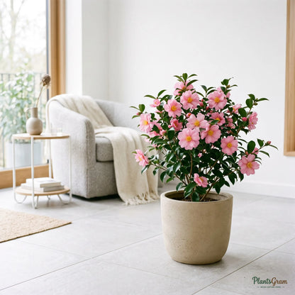 Camellia (Camellia sasanqua)
