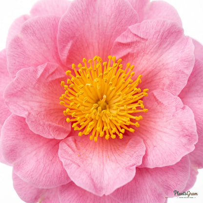 Camellia (Camellia sasanqua)
