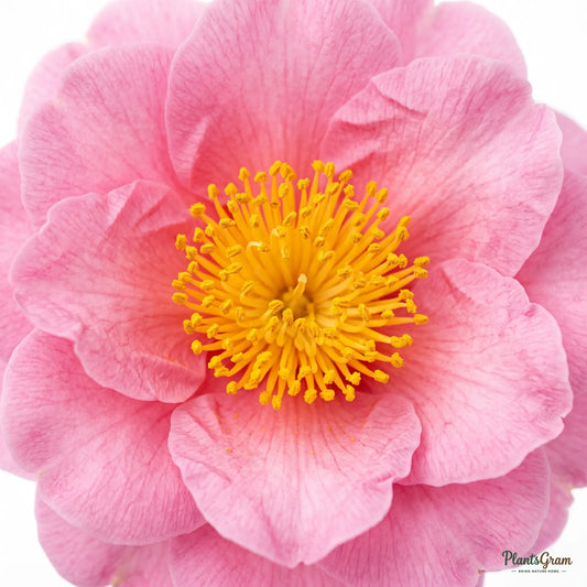 Camellia (Camellia sasanqua)