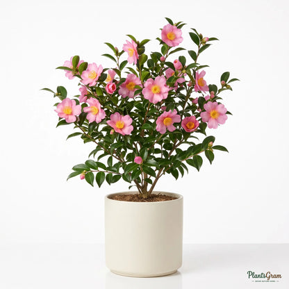 Camellia (Camellia sasanqua)