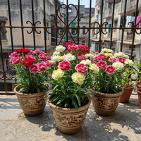 Carnation Giant Chabaud Mixed Flower Seeds
