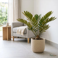 Cardboard Palm (Zamia furfuracea)