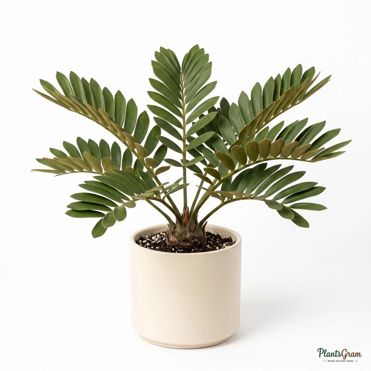 Cardboard Palm (Zamia furfuracea)