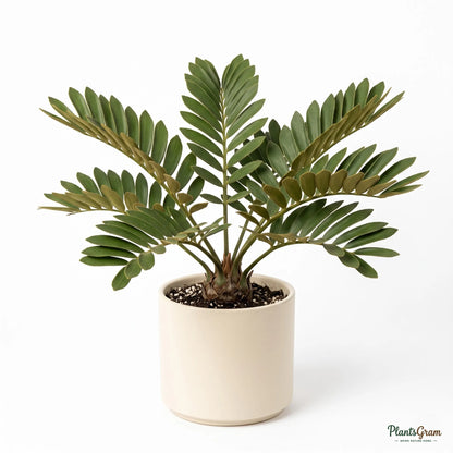 Cardboard Palm (Zamia furfuracea)