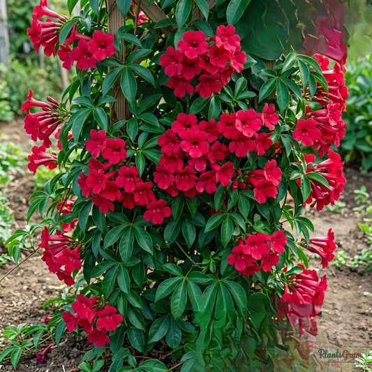 Cardinal Creeper (Ipomoea horsfalliae) - Flowering Climber