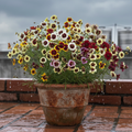 Buy Careopisis Flower Beauty Star Mixed Seeds | Tickseed Plant Seed | Spring Season | Easy To Grow | SeedsKart