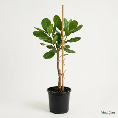 Cashew Nut Tree (Grafted)