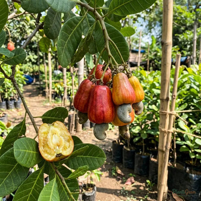 Cashew Nut Tree (Grafted)