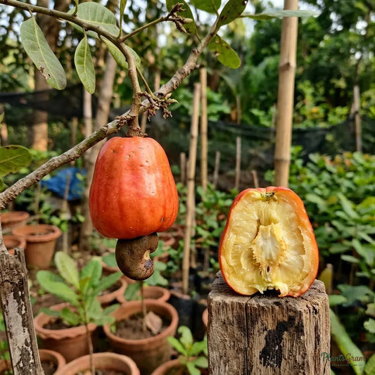 Cashew Nut Tree (Grafted)