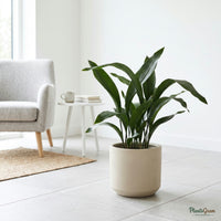 Cast Iron Plant (Aspidistra elatior) in a planter