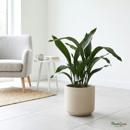 Cast Iron Plant (Aspidistra elatior) in a planter