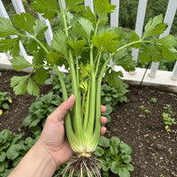 Celery Giant Pascal Seeds