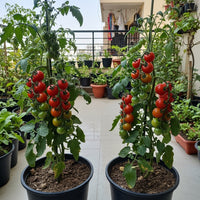 Cherry Tomato Seeds – Hybrid