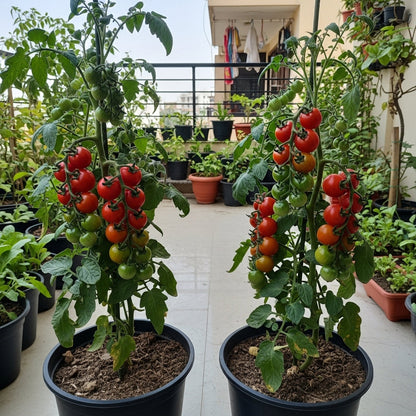 Cherry Tomato Seeds – Hybrid