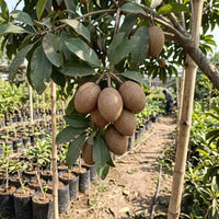 Sapota / Chikoo (Grafted) - Kalapatti Variety