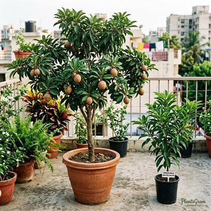 Chikoo Pala (Grafted) - Sapota