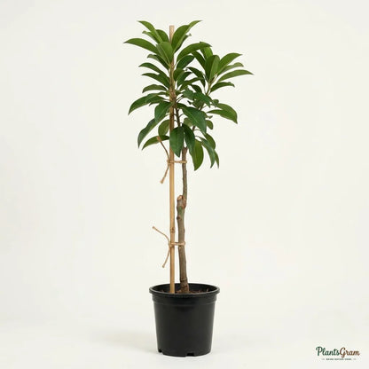 Chikoo Pala (Grafted) - Sapota