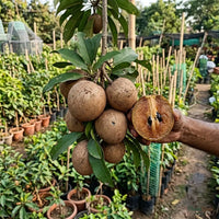 Chikoo Pala (Grafted) - Sapota