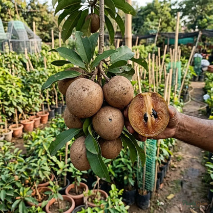 Chikoo Pala (Grafted) - Sapota