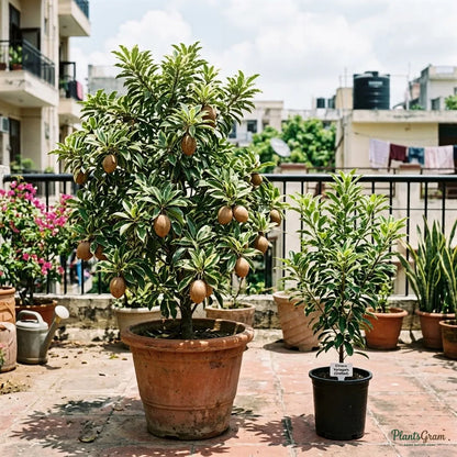 Chikoo Sapota (Grafted) - Variegata Fruit Plant