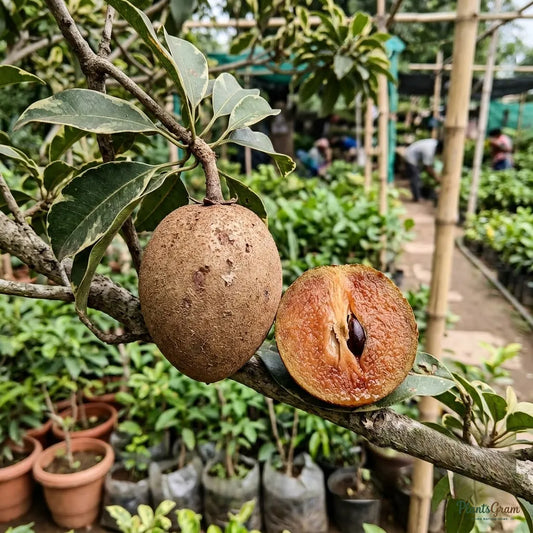 Chikoo Sapota (Grafted) - Variegata Fruit Plant