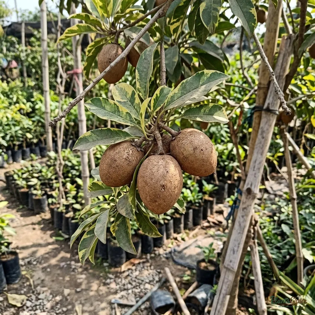 Chikoo Sapota (Grafted) - Variegata Fruit Plant