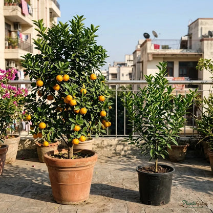 China Orange (Grafted) - Bush Variety
