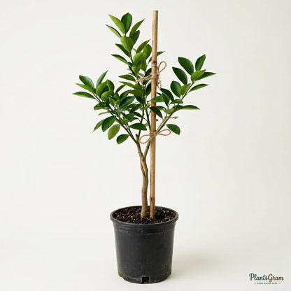 China Orange (Grafted) - Bush Variety