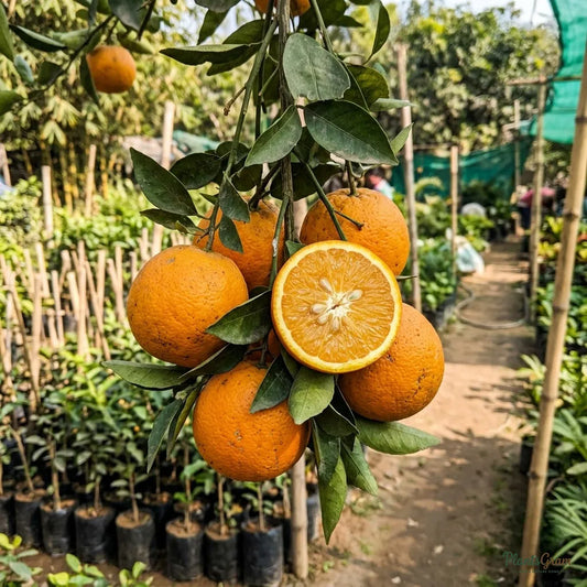 China Orange (Grafted) - Bush Variety