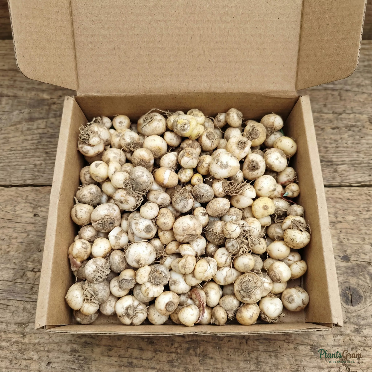 Ornithogalum (Chincherinchee) flower bulbs packed in an open box for shipping