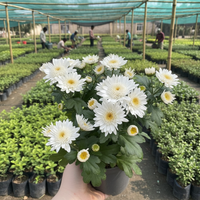 Chrysanthemum Commercial White Flower Seeds