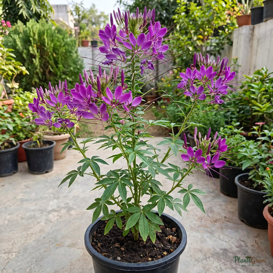 Cleome Violet Queen Seeds