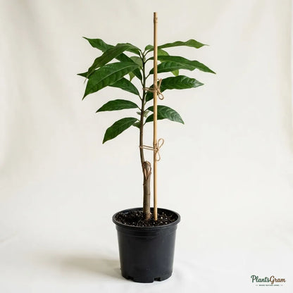 Cocoa / Cacao Fruit Plant