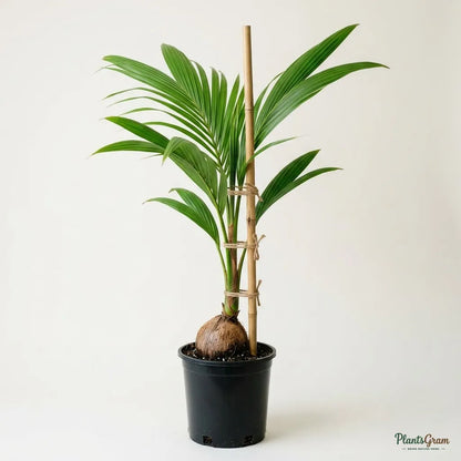 Coconut (Ceylon Orange) - Fruit Plants & Tree