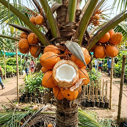 Coconut (Ceylon Orange) - Fruit Plants & Tree