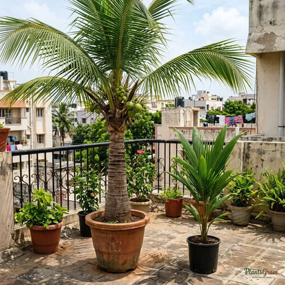 Coconut (Desi) - Fruit Plants & Tree
