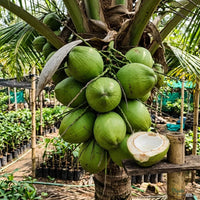 Coconut (Desi) - Fruit Plants & Tree
