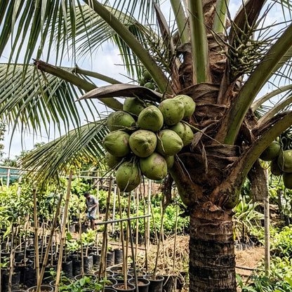 Coconut (Desi) - Fruit Plants & Tree